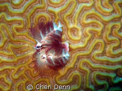 Christmas Tree worms are one of my favorites.  This was t... by Cheri Denn 